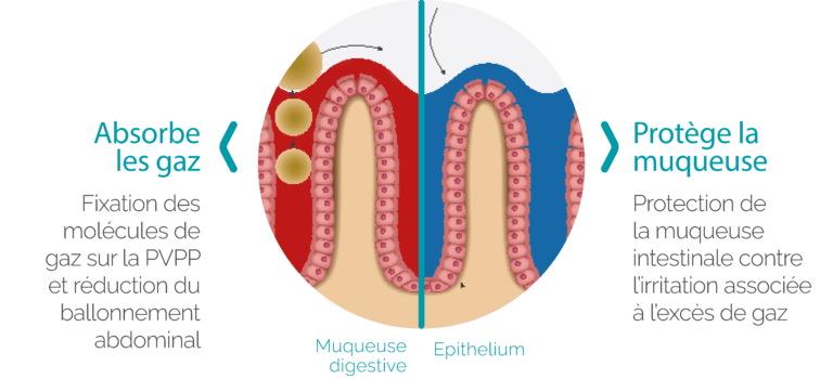 Schéma de la protection actif de la muqueuse intestinal contre les excès de gaz